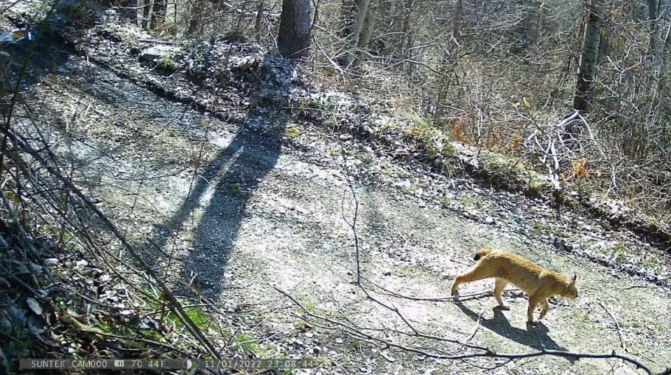 (ФОТО) УБАВА ВЕСТ ОД НАЦИОНАЛНИОТ ПАРК ШАР ПЛАНИНА: Регистрирани две нови единки на балкански рис
