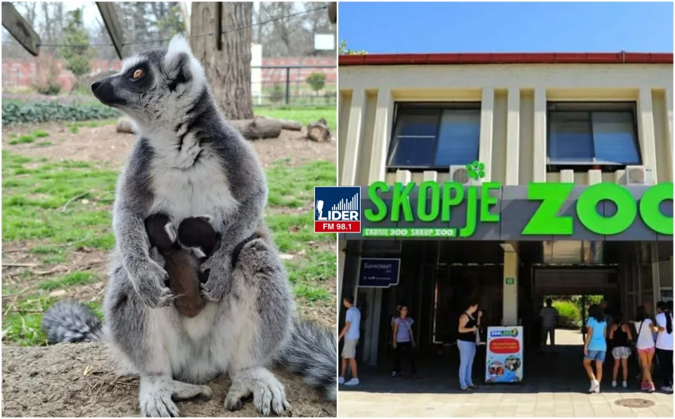 (ФОТО) Близначиња лемури се родија во Зоо Скопје
