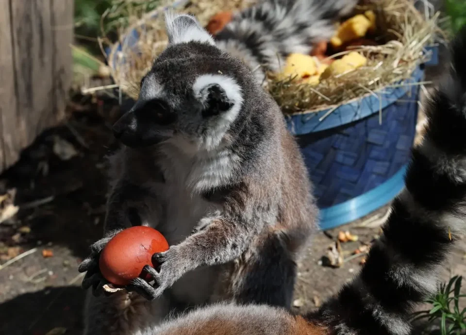 (ФОТО) ПРАЗНИЧНА АТМОСФЕРА ВО СКОПСКАТА ЗООЛОШКА ГРАДИНА: Животните добија црвени велигденски јајца