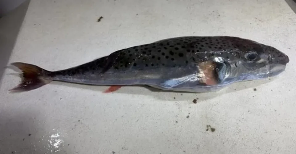 Нова закана во Јадранот: Уловена високо токсична риба кај Сплит