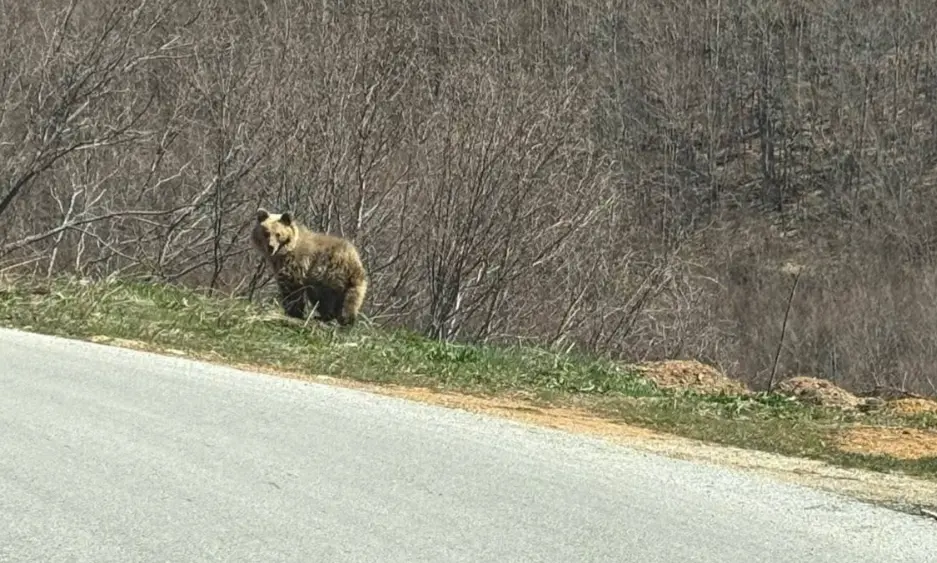(ВИДЕО) Мечка снимена на патот кон Лазарополе