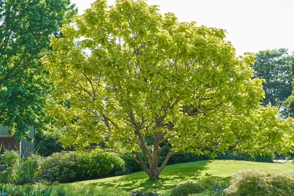 Внимавајте при садење дрвја покрај куќата: Некои видови можат да предизвикаат штета