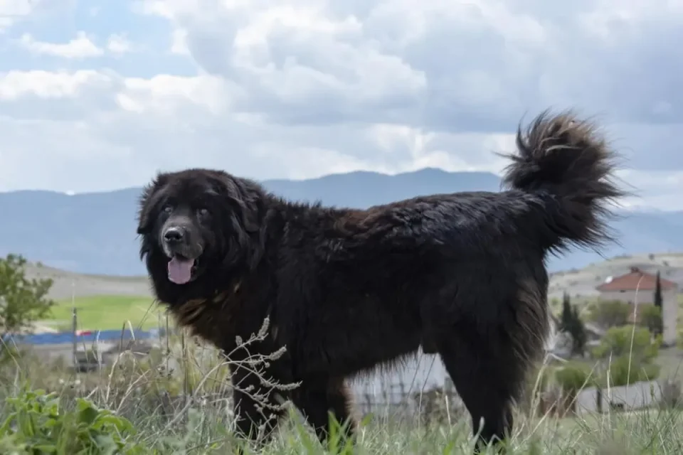 МАКЕДОНСКА РАСА СО МЕЃУНАРОДЕН СТАТУС: „Караман“ официјално влез во светската федерација