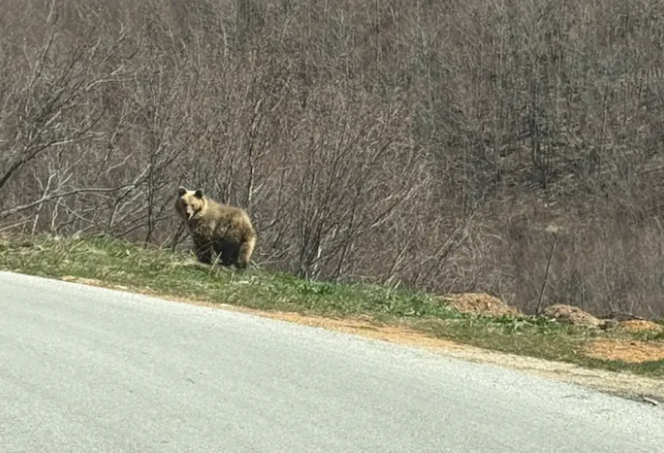 (ВИДЕО) Мечка снимена во атарот на Лазарополе