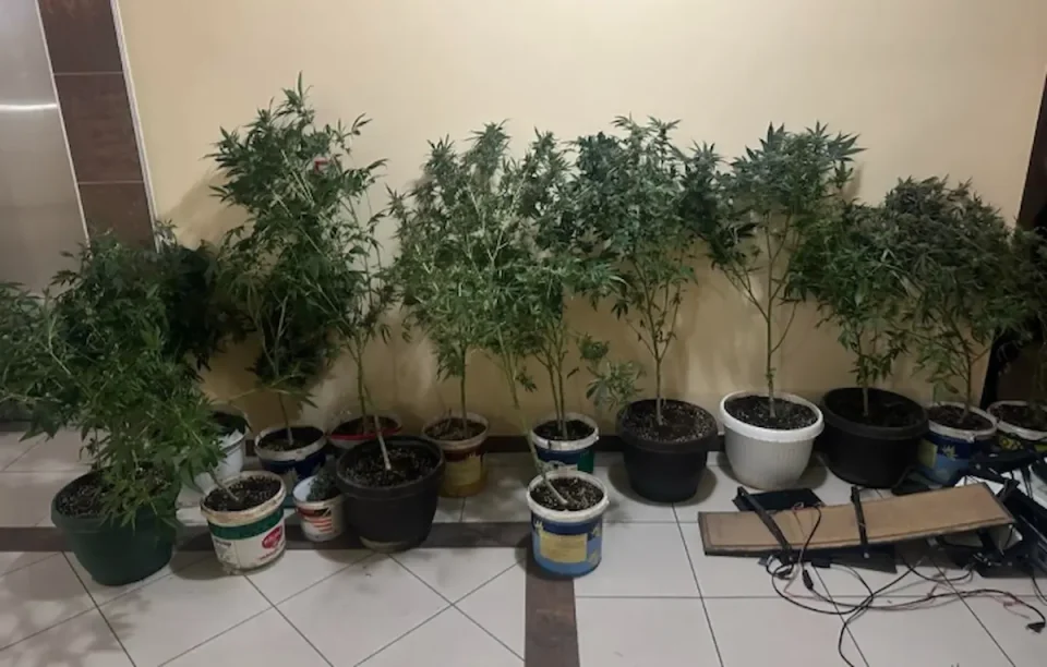 (ВИДЕО) УАПСЕН СКОПЈАНЕЦ: Во неговиот дом во Аеродром пронајдени 41 саксија канабис