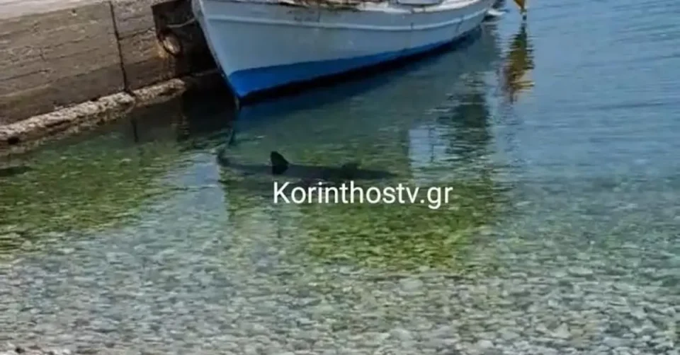 АЈКУЛА ВО БЛИЗИНА НА БРЕГОТ ВО ГРЦИЈА: Ретка појава на плажа во Коринт