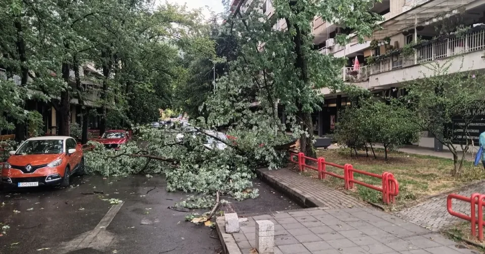 (ФОТО) ПАДНАТИ ДРВЈА ПО УЛИЦИТЕ: Силниот ветер направи штети во Центар и Капиштец