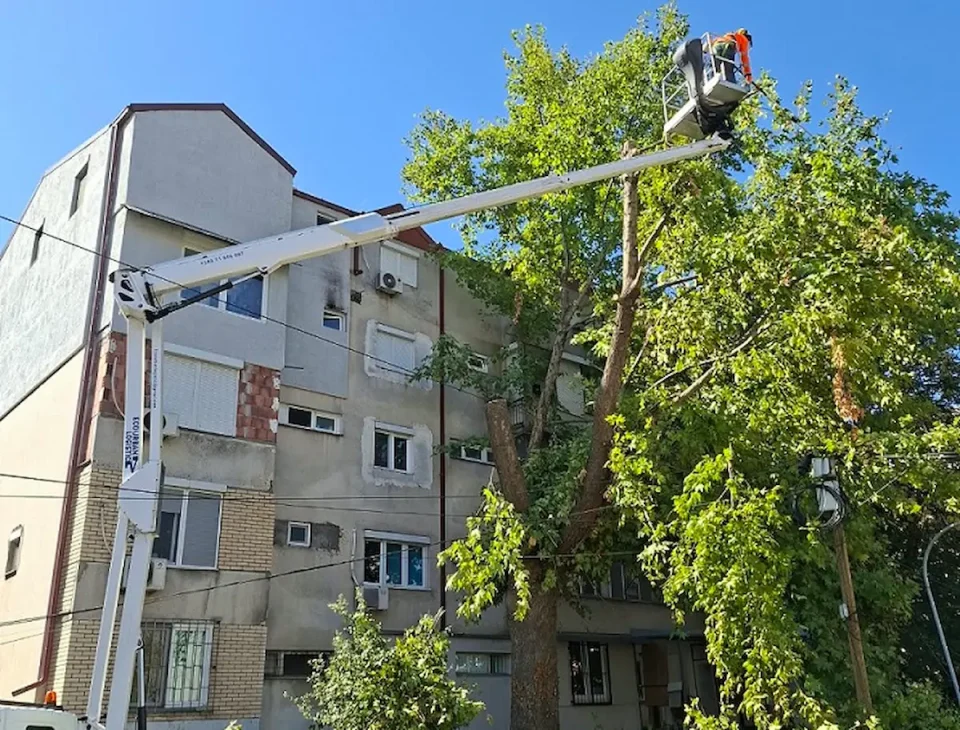 АКЦИЈА ЗА ЗЕЛЕНИЛОТО ВО ЧАИР: Искроени над 250 дрвја и отстранети околу 100 суви и ризични стебла