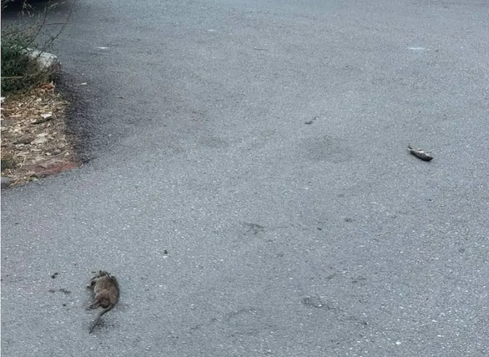(ФОТО) НАЕЗДА НА ГЛУВЦИ ВО БУЊАКОВЕЦ КАЈ „ПЕСТАЛОЦИ“: Граѓаните бараат општина Центар да реагира