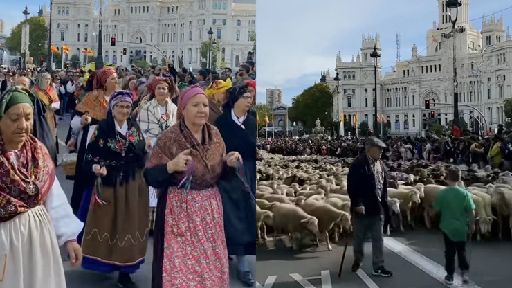 (ВИДЕО) ИЛЈАДА ОВЦИ МАРШИРАА НИЗ МАДРИД: Шаторите на демонстрантите ја сменија традиционалната рута