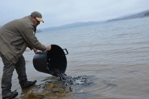 ОД УТРЕ ДВОМЕСЕЧЕН МОРАТОРИУМ: Пуштени 400 килограми риба во Мавровско Езеро
